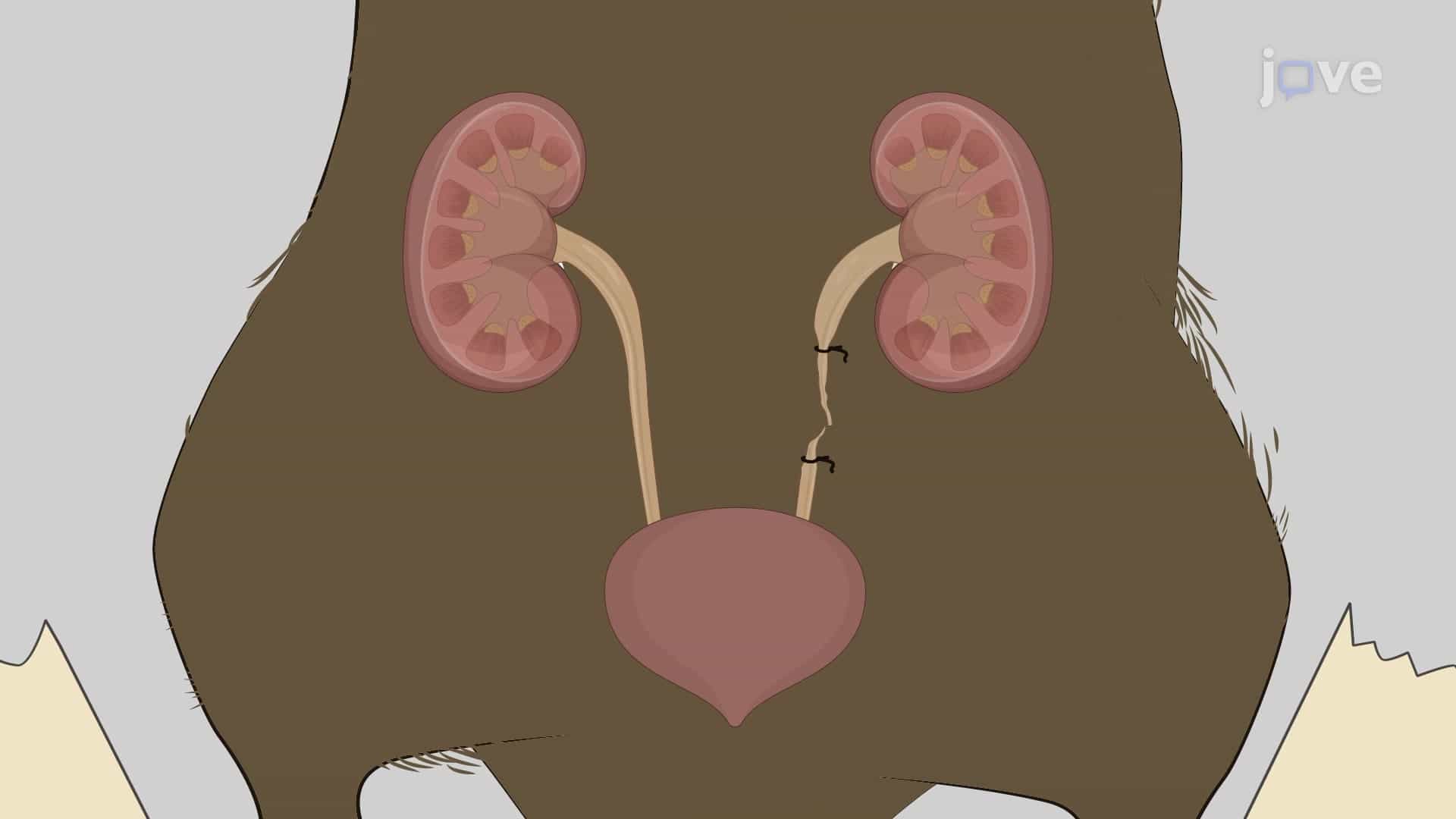 Unilateral Ureteral Obstruction Murine Model: A Surgical Procedure to Obstruct the Urinary Flow from a Kidney in Mouse Models