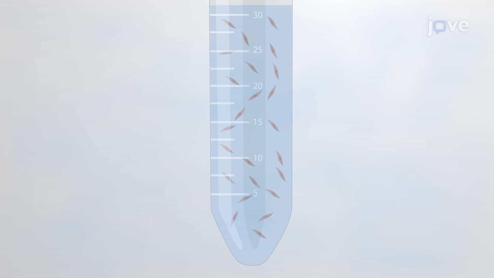 Detrusor Smooth Muscle Cell Isolation: An Enzymatic Digestion Procedure to Obtain DSM Cells from Human Urinary Bladder Specimens