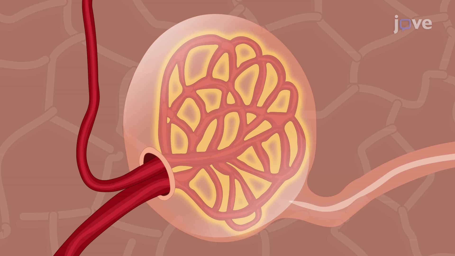 Glomeruli Isolation: A Technique to Obtain Intact Glomeruli from Murine Kidney