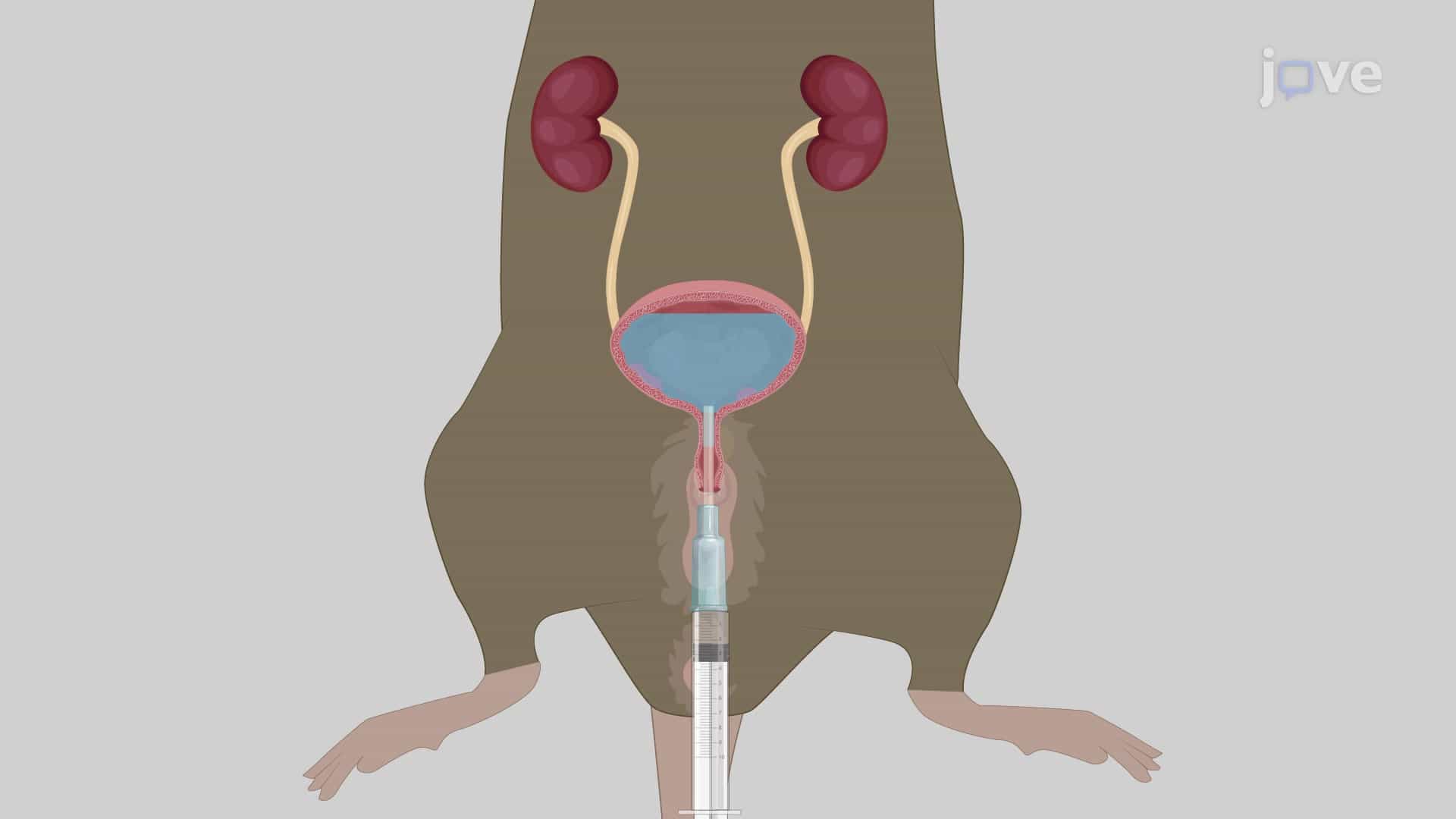 Urine Depletion and Bladder Rinsing in Mouse Model: A Catheter-based Procedure to Empty and Wash Murine Urinary Bladder