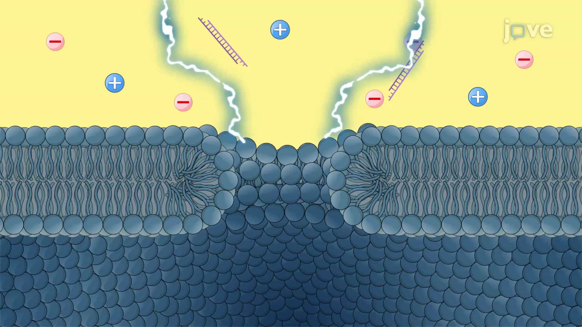 siRNA Encapsulation into Exosomes Using Electroporation: An Electric Pulse Based Technique to Load siRNA into Exosomes