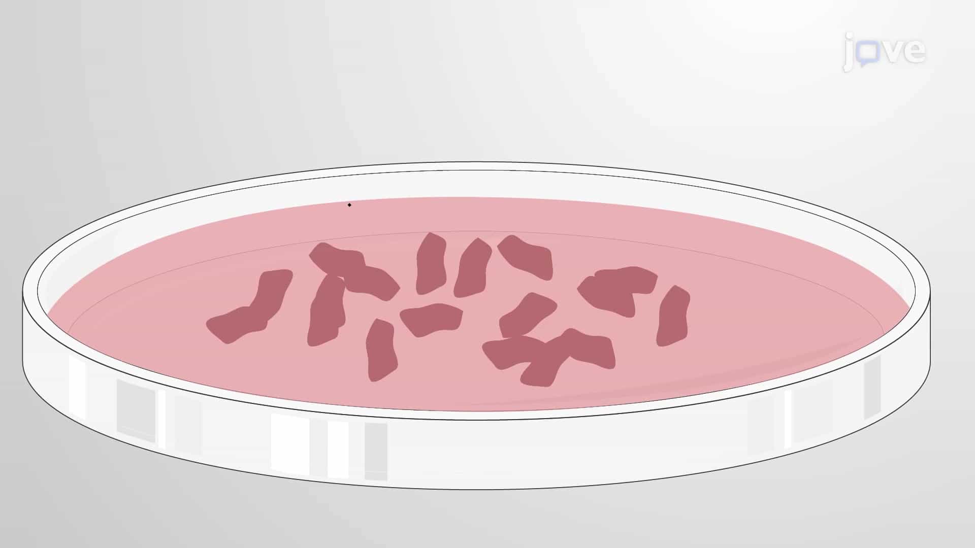 Murine Renal Cell Isolation: A Technique to Isolate and Generate Primary Culture of Renal Tubular Epithelial Cells