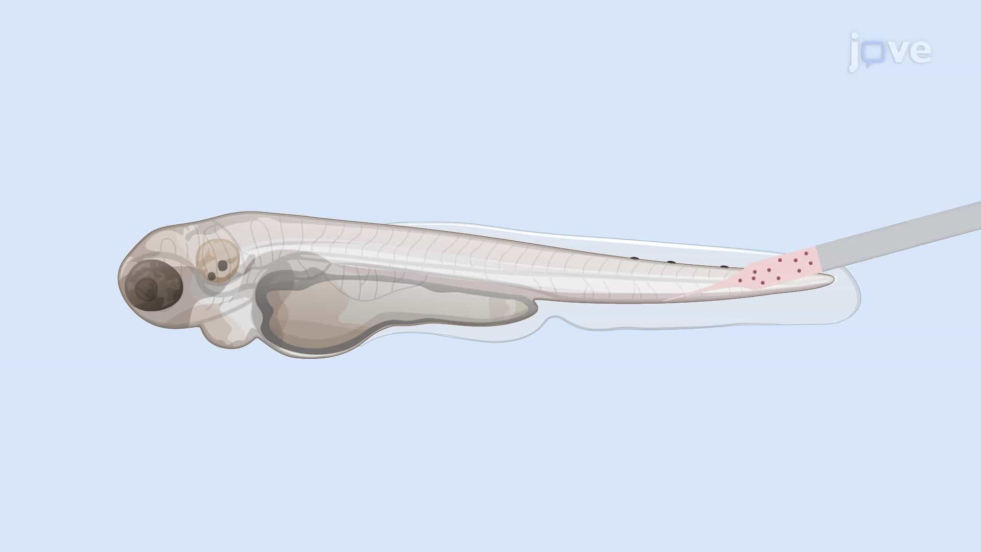 Intravenous Microinjection of Nephrotoxins into Zebrafish Embryo: A Technique to Deliver Nephrotoxic Agents into the Bloodstream of Zebrafish Embryo