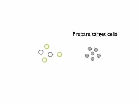 Visualizing Cell-to-cell Transfer of HIV using Fluorescent Clones of HIV and Live Confocal Microscopy