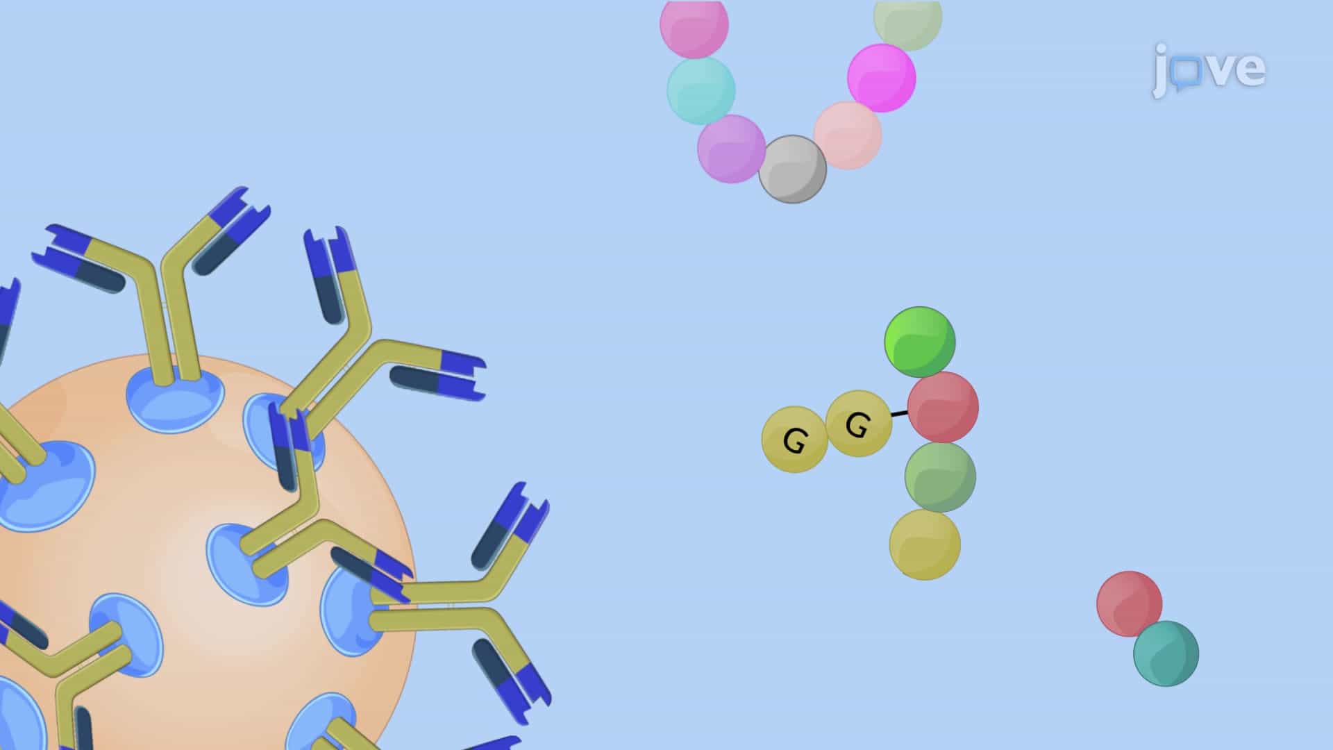 Immunoaffinity Based Extraction of Ubiquitinylated Peptides: A Technique to Selectively Extract Ubiquitin Tagged Peptides from Purified Peptide Fractions
