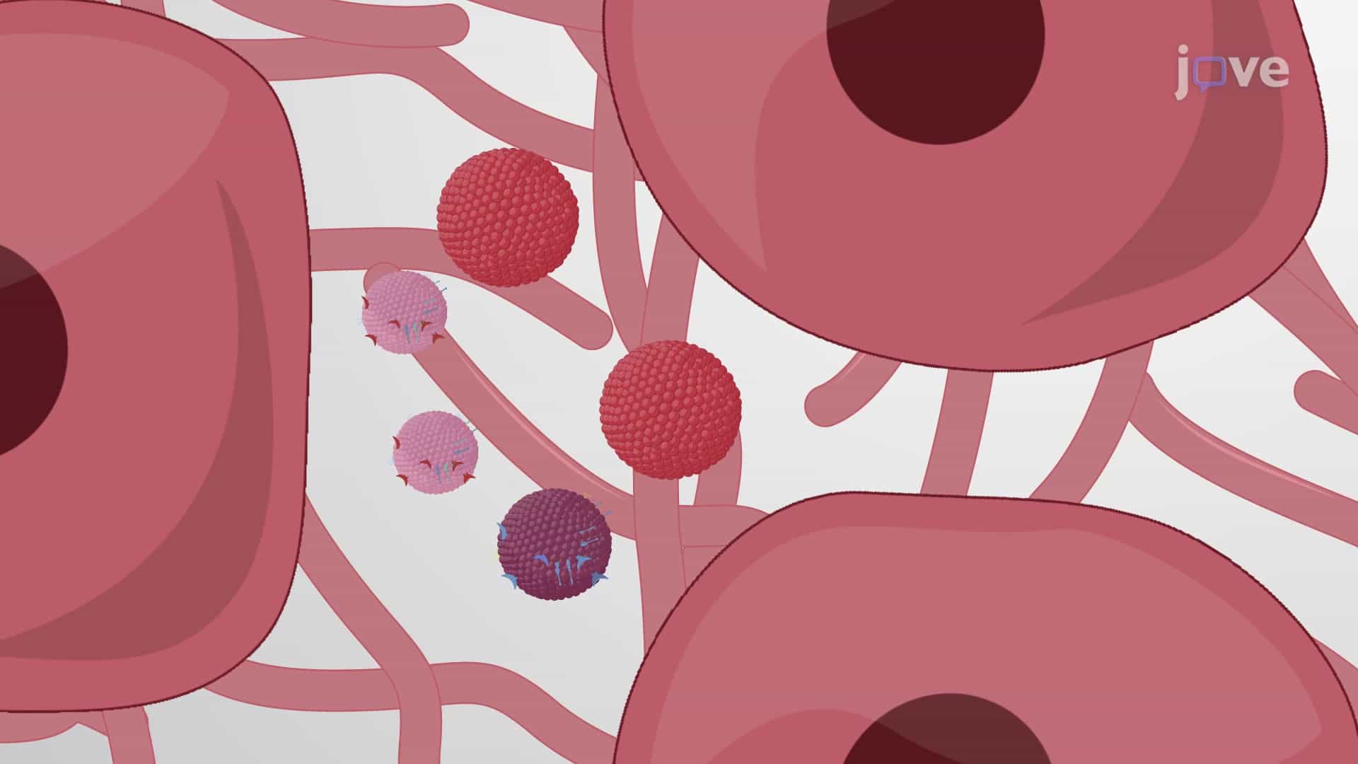 Extracellular Vesicle Extraction: A Technique to Isolate Extracellular Vesicles from Whole Tissue Specimens Using Differential Centrifugation