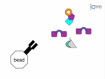 IP-FCM: Immunoprecipitation Detected by Flow Cytometry