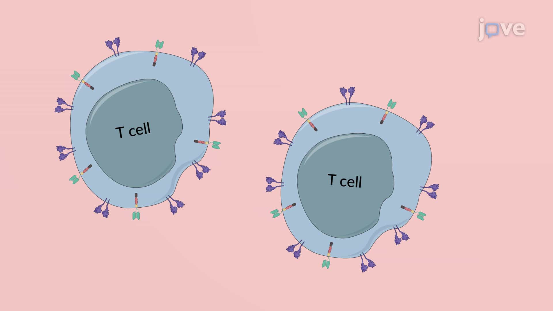 Repetitive Tumor Challenge Assay: An In Vitro Culture Assay to Evaluate Chimeric Antigen Receptor (CAR) T Cells for Repetitive Tumor Killing Potential