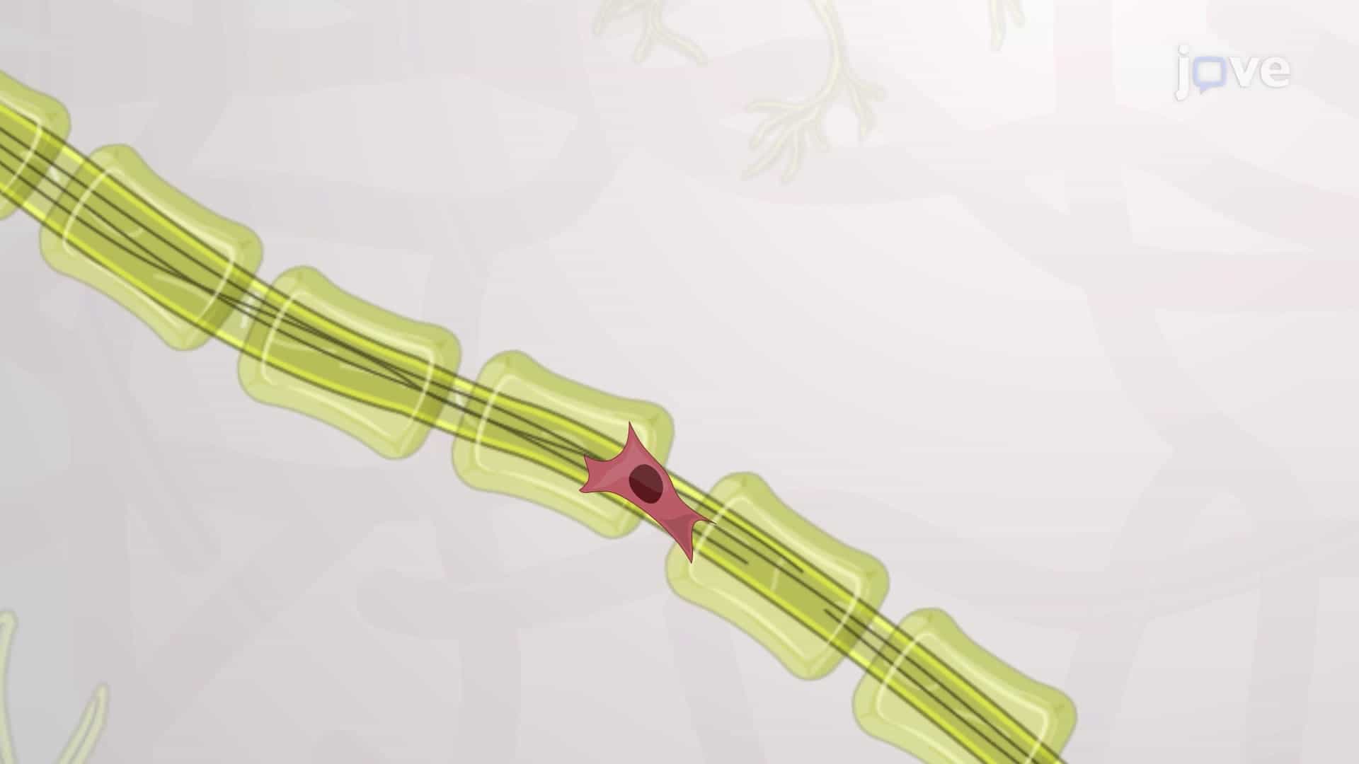 Co-Culturing Glioblastoma Cells on Patterned Neurons: A Technique to Monitor the Migration of Glioblastoma Cells on Rat Hippocampal Neurons In Vitro