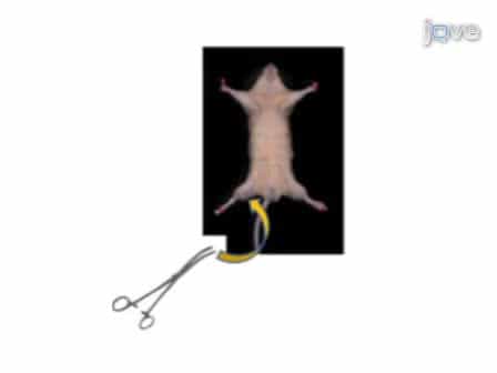 Pseudofracture: An Acute Peripheral Tissue Trauma Model