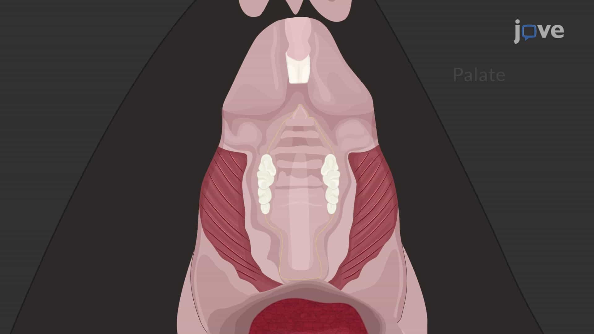 Dissection of Palate Tissue from Adult Murine Model: A Surgical Procedure to Harvest Hard Palate and Soft Palate from Oral Cavity of Adult Mouse