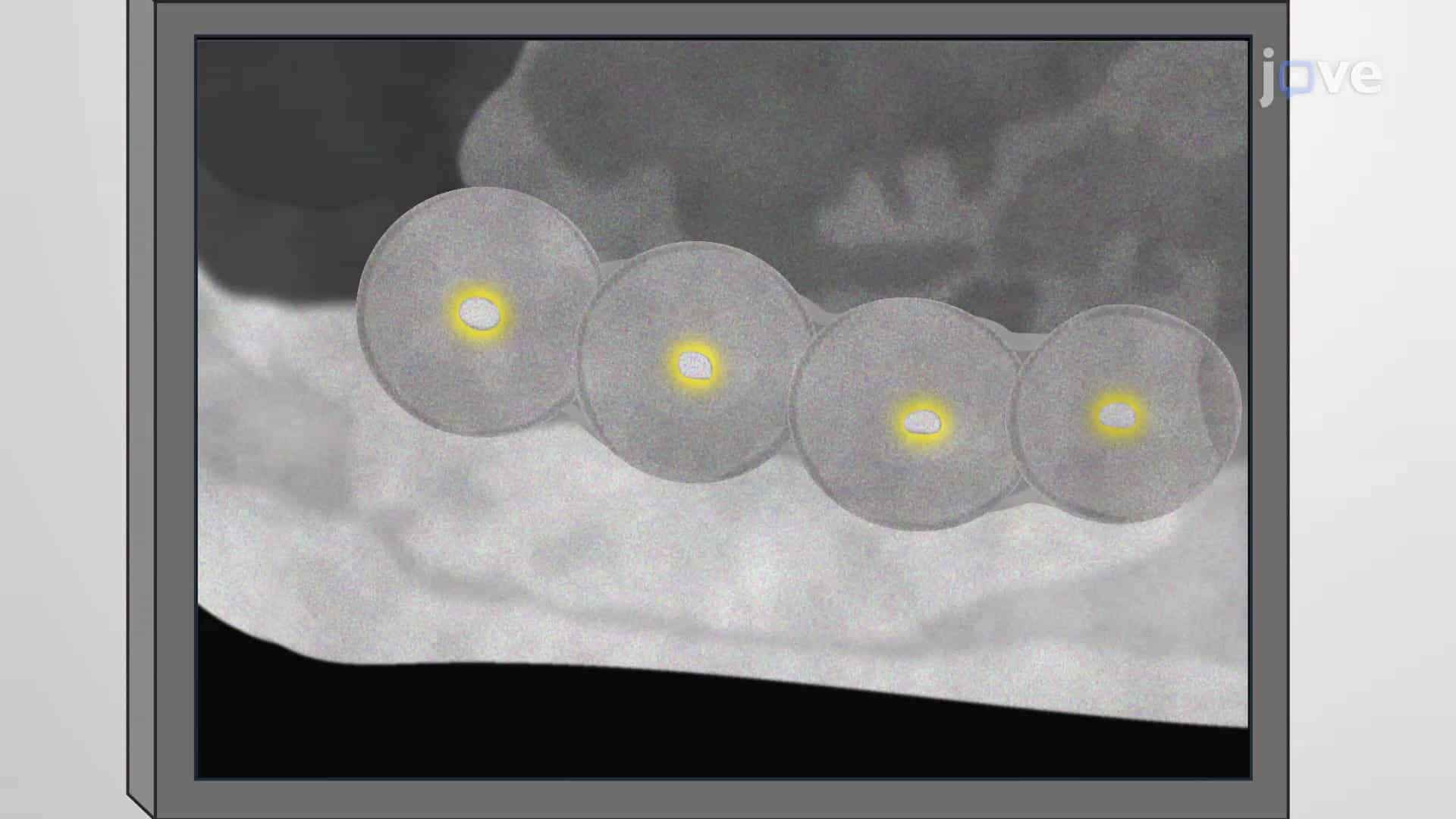 High-frequency Ultrasonography Based Early Pregnancy Characterization: A Technique to Study Embryo Implantation and Pregnancy Progression in Pregnant Murine Model