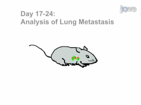 Experimental Metastasis and CTL Adoptive Transfer Immunotherapy Mouse Model