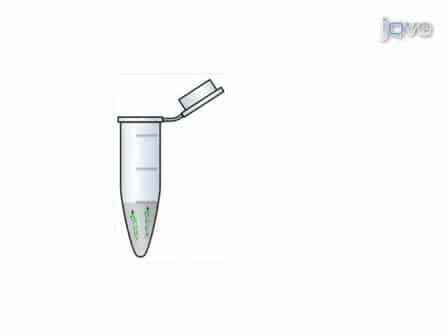 Intravenous Microinjections of Zebrafish Larvae to Study Acute Kidney Injury
