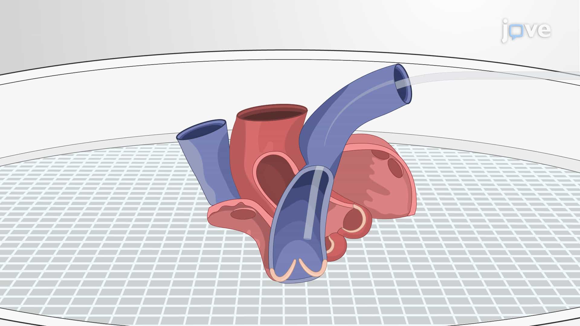 Pressure Fixation of Isolated Murine Pulmonary Valve: A Procedure to Isolate and Chemically Fix the Mouse Pulmonary Valve in Closed Conformation