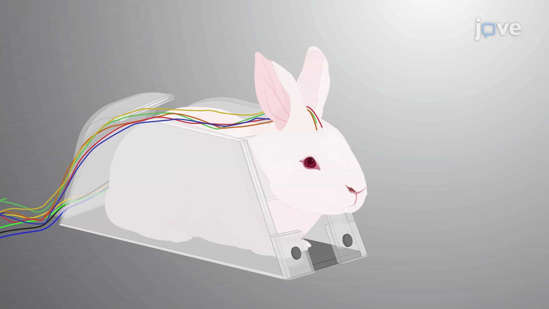 Multisystem Monitoring of Epileptic Abnormalities in Rabbit: A Method for Simultaneous Video EEG, ECG, Capnography, and Oximetry Recording During Induced Seizures