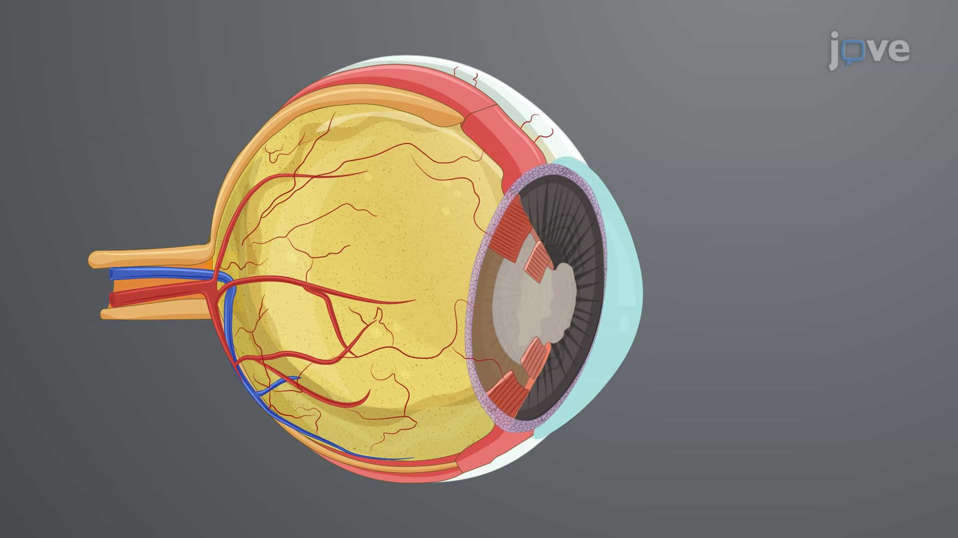 Anterior Eye Segment Dissection: A Method to Isolate Cornea Bearing Anterior Segment from Porcine Eye