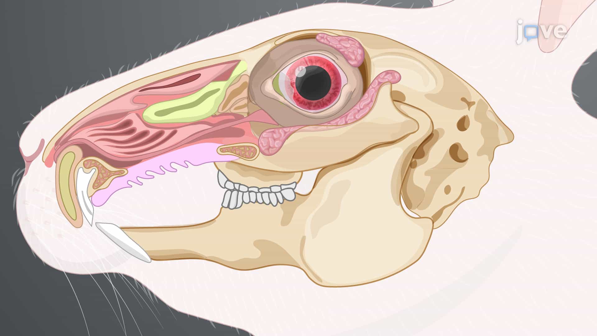 Superior Lacrimal Gland Removal: A Surgical Technique to Remove the Palpebral and Orbital Parts of Superior Lacrimal Gland from Rabbit Model