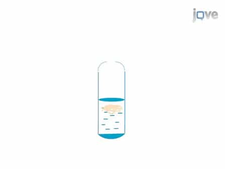 Axoplasm Isolation from Rat Sciatic Nerve