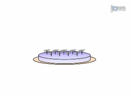Studying the Effects of Matrix Stiffness on Cellular Function using Acrylamide-based Hydrogels