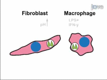 Toxoplasma gondii Cyst Wall Formation in Activated Bone Marrow-derived Macrophages and Bradyzoite Conditions