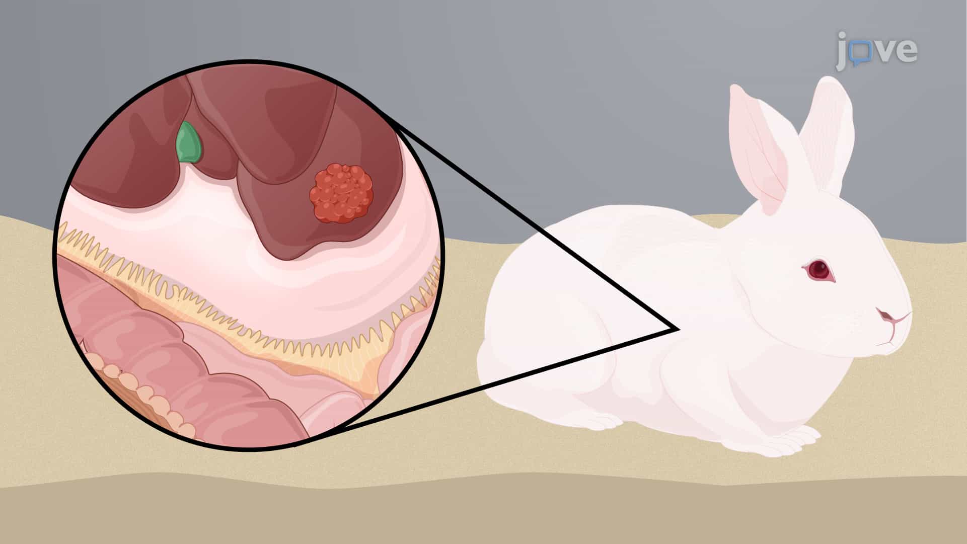 Generating Rabbit Liver Carcinoma Model: A Surgical Procedure to Implant Tumor Tissue in Left Lobe of Liver for Induction of Hepatocellular Carcinoma