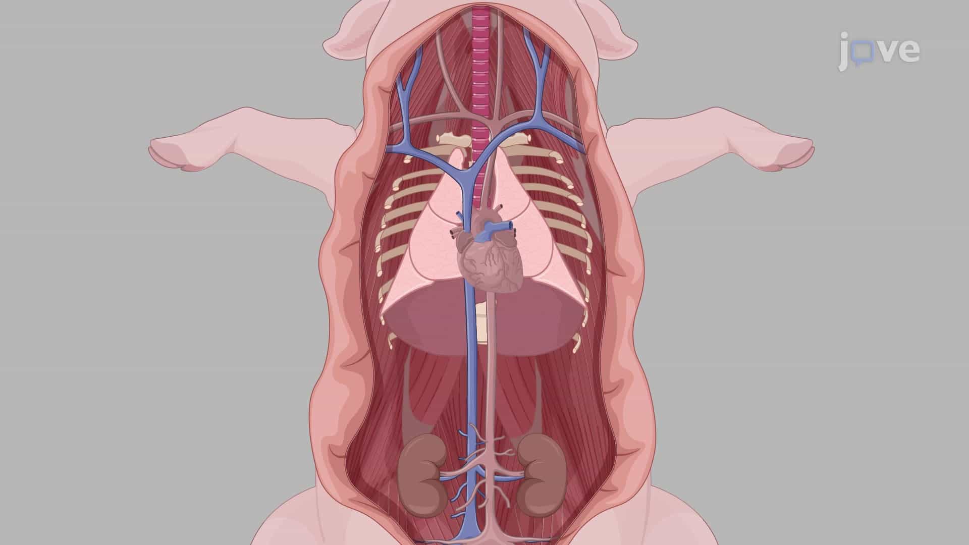 Porcine Aorta Isolation: A Surgical Procedure to Excise the Thoracic Aorta From Miniature Pigs for Downstream Analysis