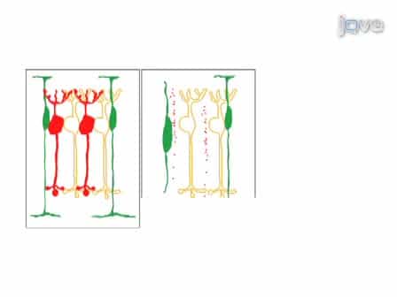 Multicolor Time-lapse Imaging of Transgenic Zebrafish: Visualizing Retinal Stem Cells Activated by Targeted Neuronal Cell Ablation