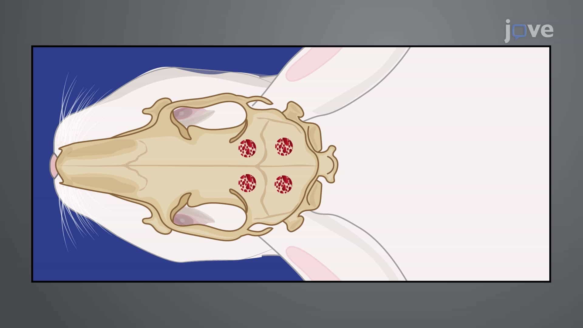 Generating a Rabbit Calvarial Defect Model: A Surgical Procedure to Create Round Defects in the Top Portion of the Rabbit Skull to Assess Bone Substitute Materials for Bone Regeneration Capacities