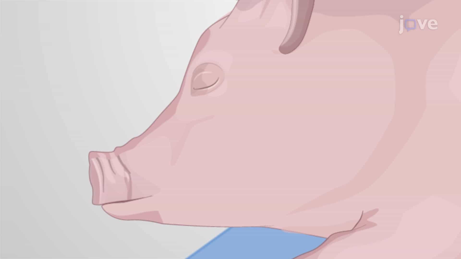Electromyographic Endotracheal Intubation in Pig: A Technique to Insert Electromyographic Tube Inside the Pig Trachea