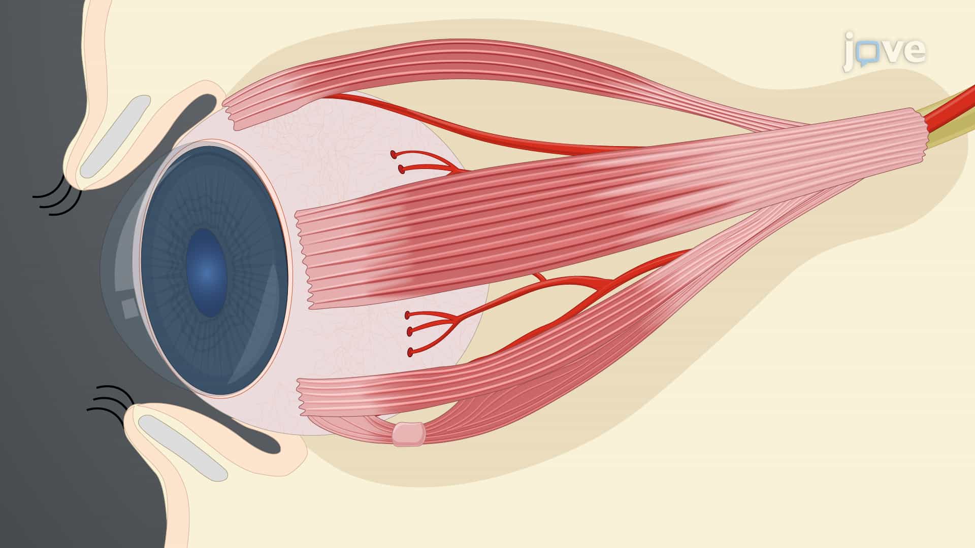 Isolating Short Posterior Ciliary Arteries: A Protocol to Excise Intact Short Posterior Ciliary Microvessels from Porcine Eye