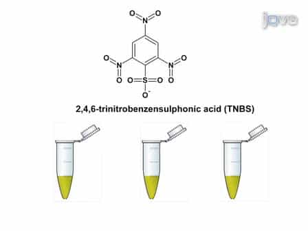 An Assay for Measuring the Activity of Escherichia coli Inducible Lysine Decarboxyase