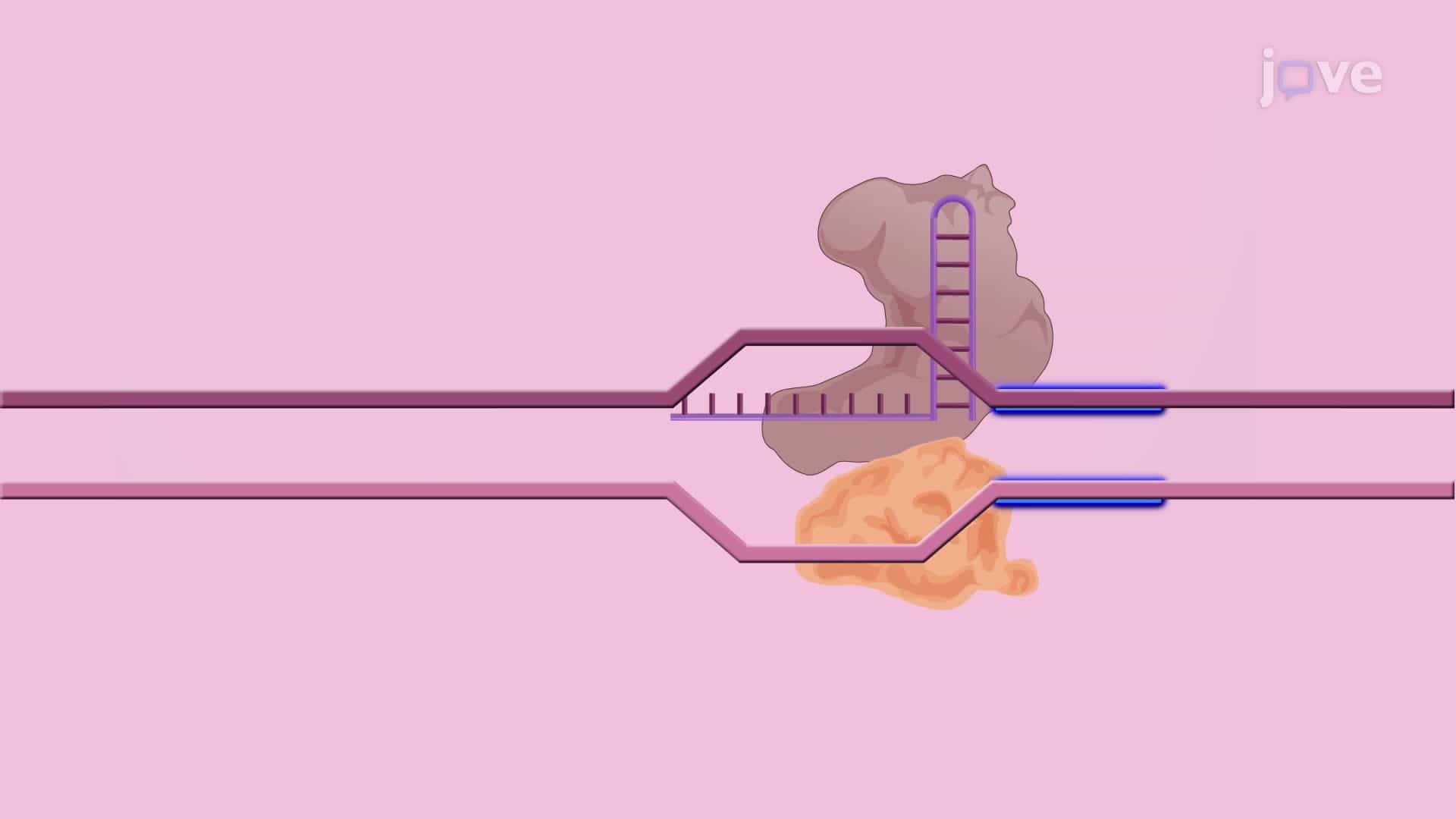 CRISPR-Mediated Base Editing Tools: A Genome Editing Technique to Induce Targeted Base Substitution