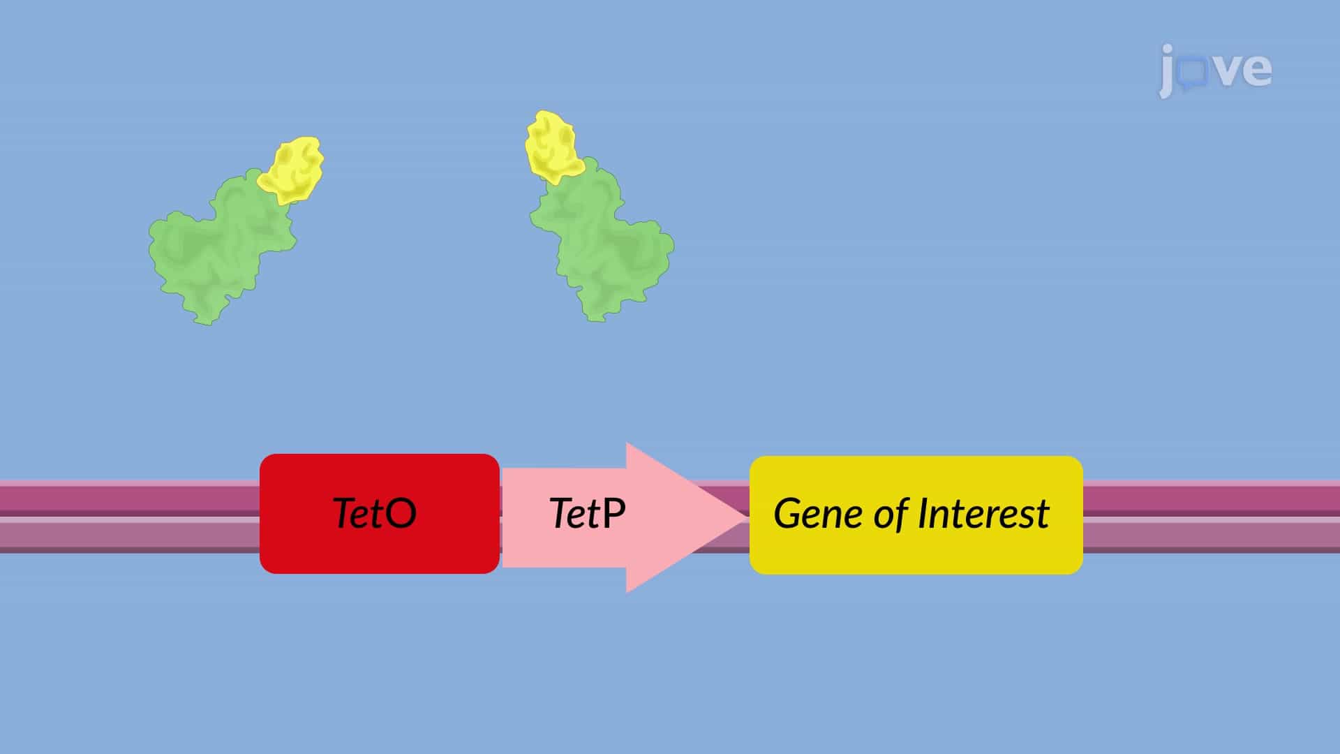 Inducible Tet-On Regulatable System-Based Gene Expression In Vivo: A Tetracycline-Induced Gene Expression System for Target Gene Transcription Activation in Mouse Model