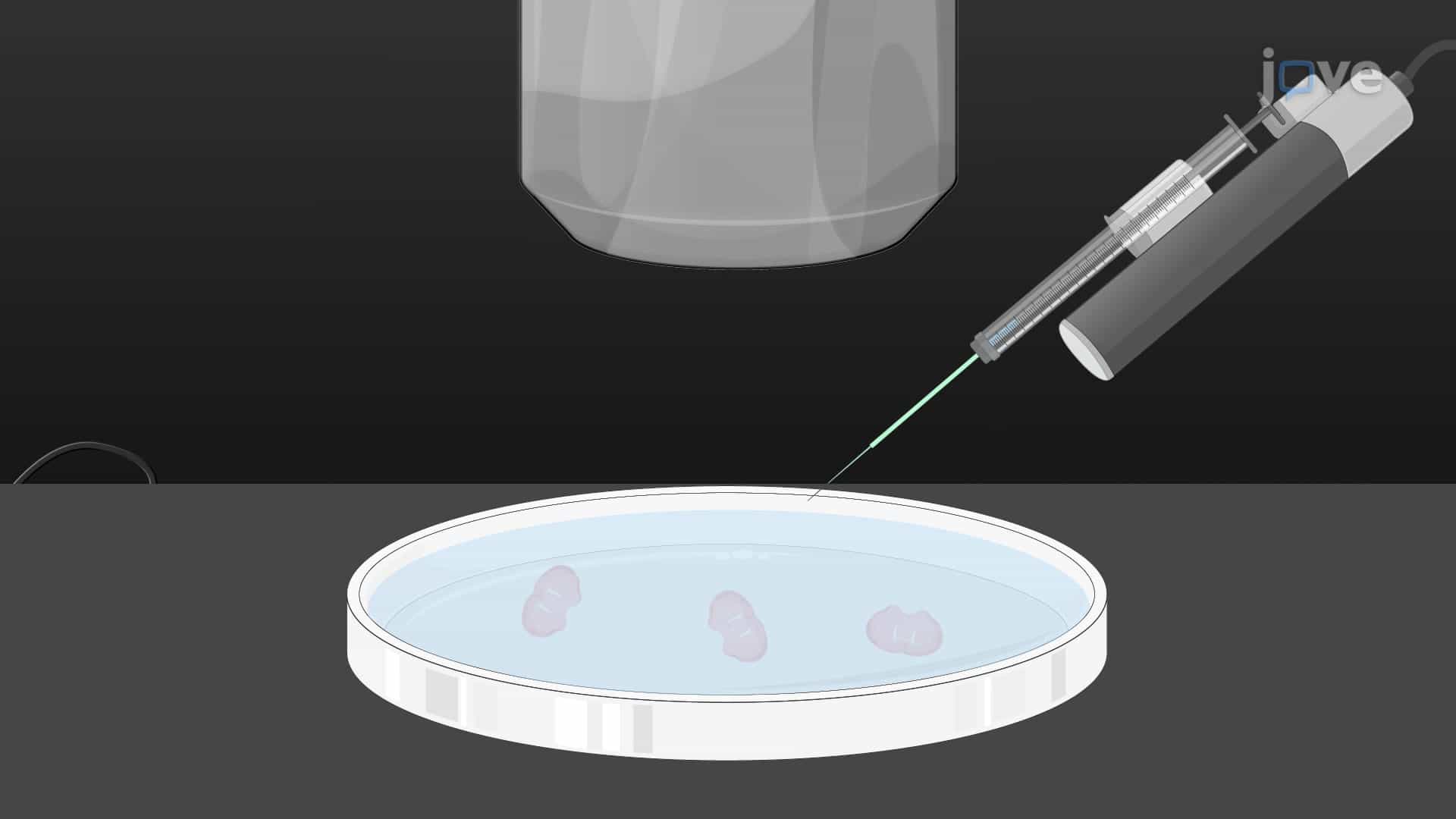 Image-Guided Robotic Cell Microinjection: An Automated High-Throughput Technique for the Precise Delivery of Fluorescently-Labeled Polysaccharides Into Single Neuronal Cells in Organotypic Brain Slice Cultures