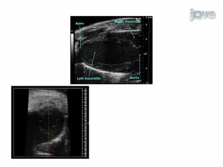 Murine Echocardiography and Ultrasound Imaging