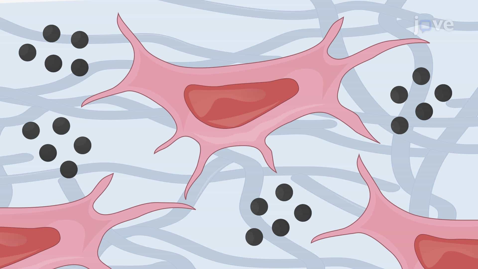 Von Kossa Staining of Aortic Vascular Smooth Muscle Cells: An In Vitro Technique for Assessment of Arterial Medial Layer Calcification