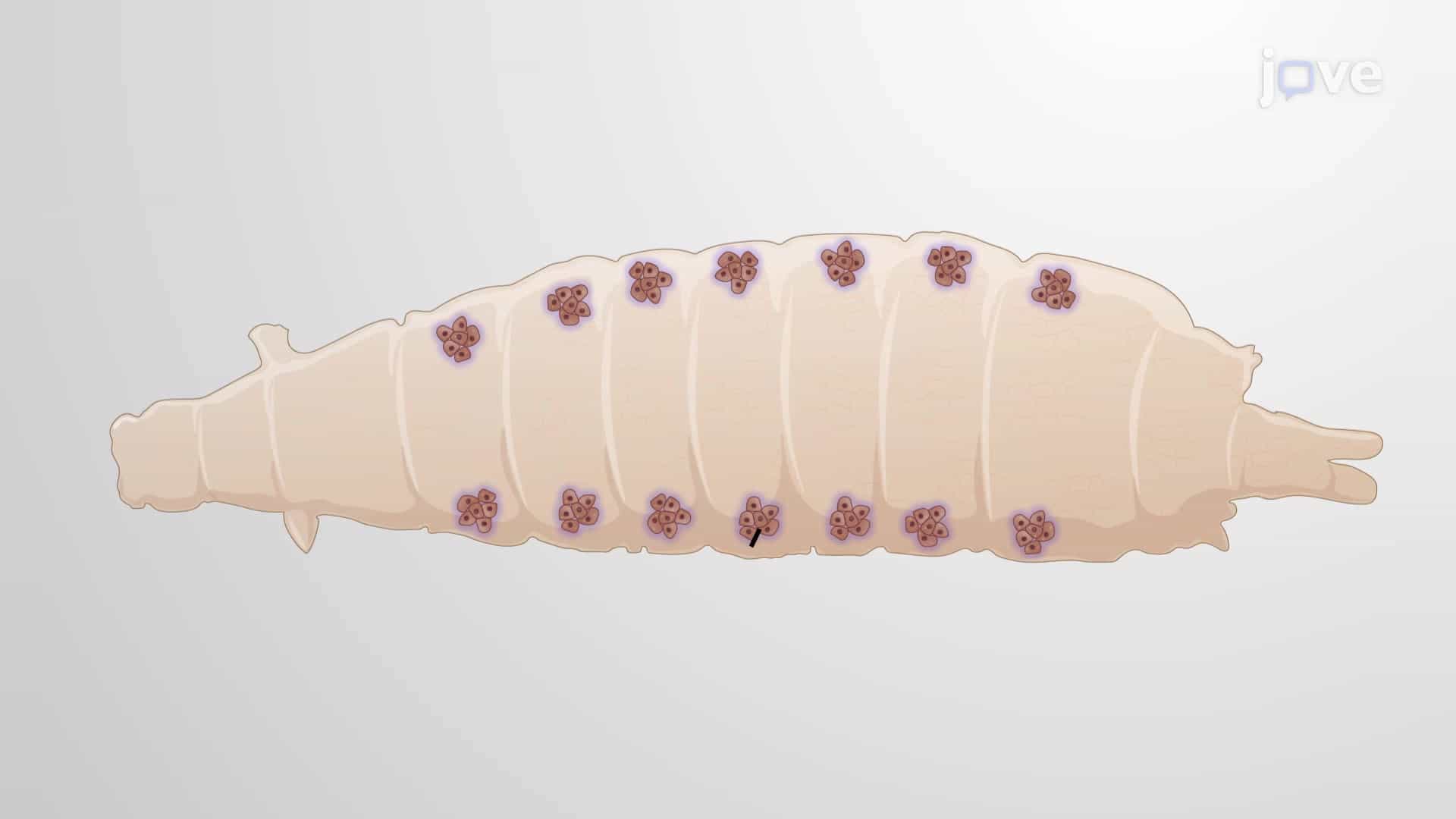 Lipid Droplet Staining of Larval Drosophila Oenocytes: A Technique for Assessment of Lipid Droplet Accumulation Under Normal and Stressed Condition Using BODIPY-Based Dye