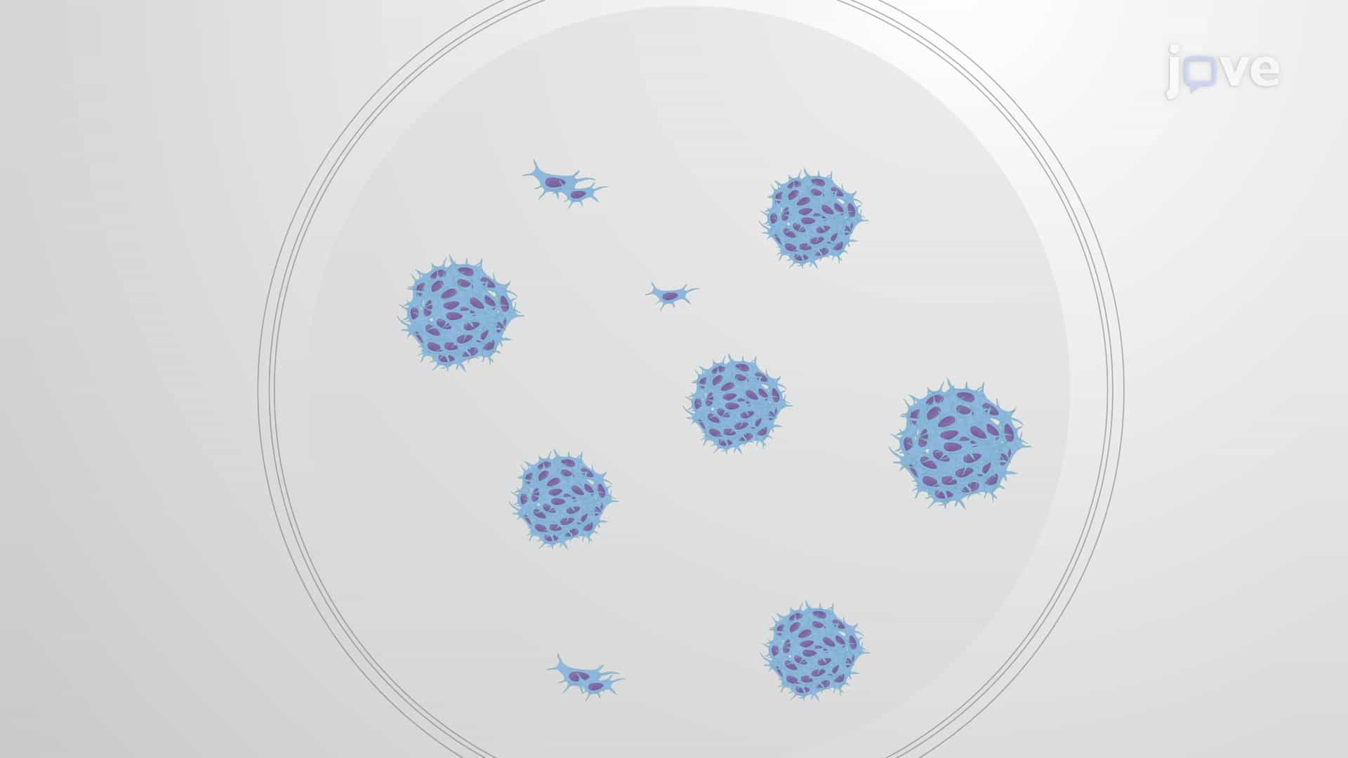 Giemsa Staining for Colony Formation Assay: An In Vitro Staining Procedure to Assess Proliferative Capability of Mesenchymal Stem Cells