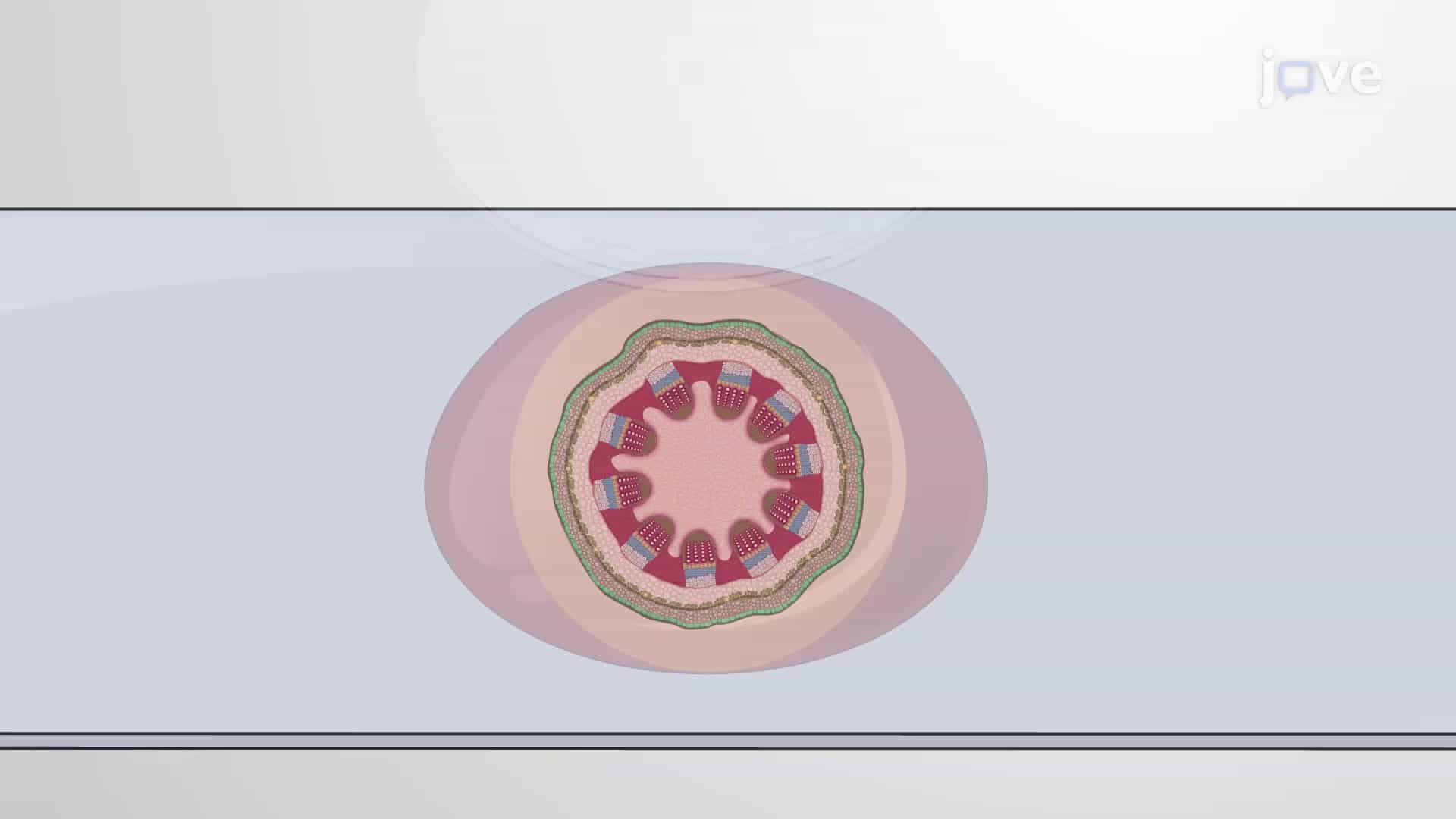 Wiesner Staining for Visualizing Lignin: A Technique to Stain Lignin Deposits Present in Stems of Arabidopsis Thaliana