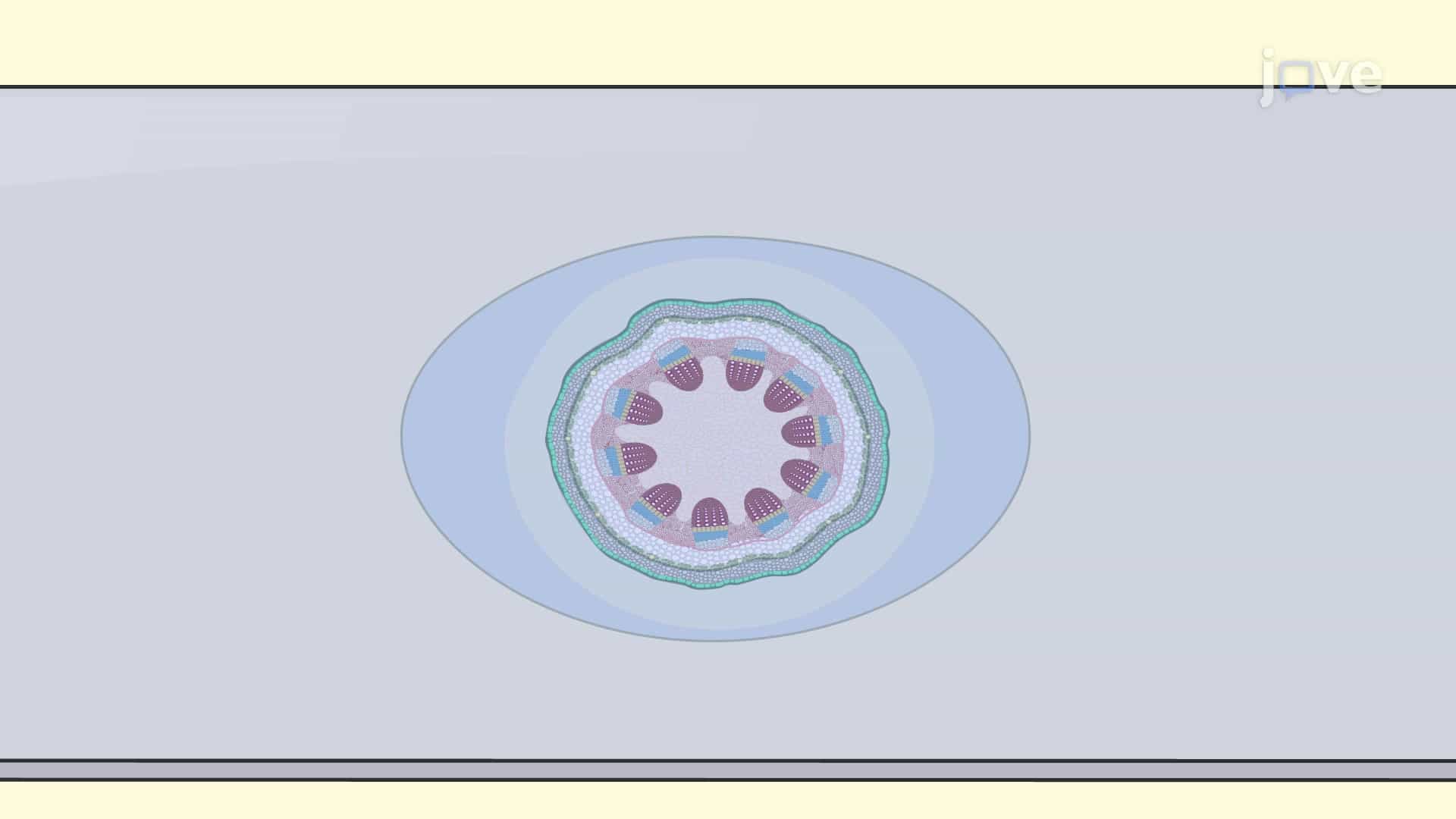 Maule Staining for Lignin: A Technique to Characterize Lignin Distribution in Arabidopsis Thaliana Stem Sections