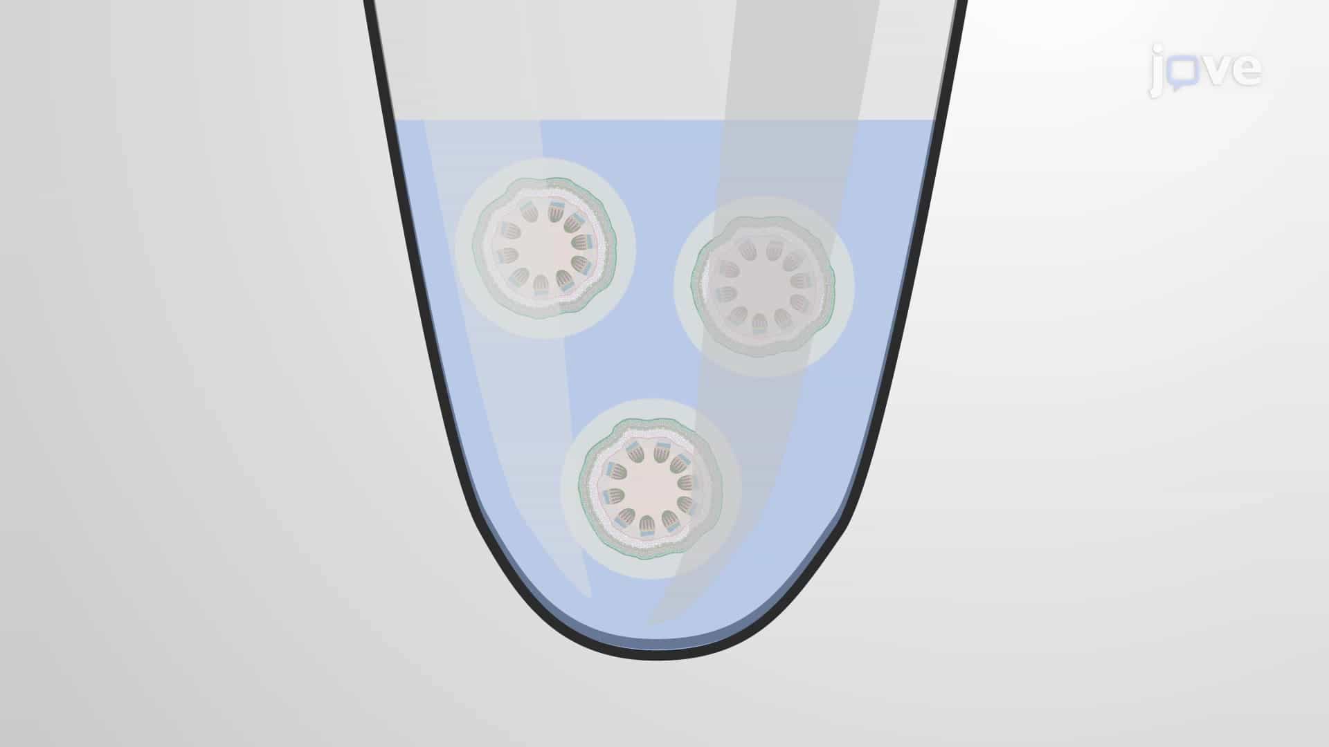 Congo Red Staining: A Technique to Visualize Cellulose Deposits in Plant Stem Sections
