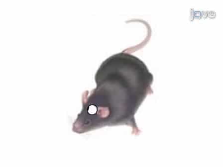 Patch Clamp Recordings from Mouse Retinal Neurons in a Dark-adapted Slice Preparation