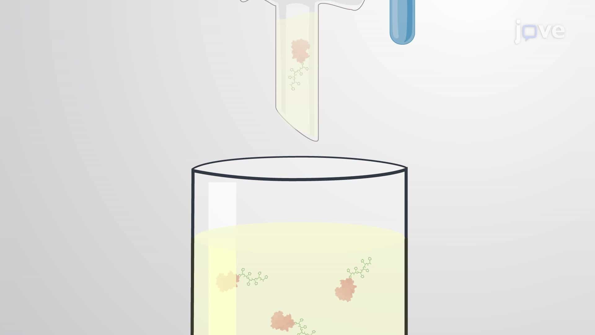 Nickel Affinity Chromatography-Based Protein Purification: A Technique to Purify Polyhistidine-Tagged Recombinant Proteins from Bacterial Cell Lysate