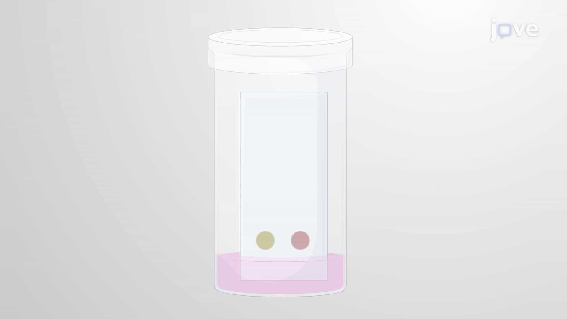 High-Performance Thin Layer Chromatography: A Technique for Preliminary Separation and Quantification of Lipids From Neutrophils
