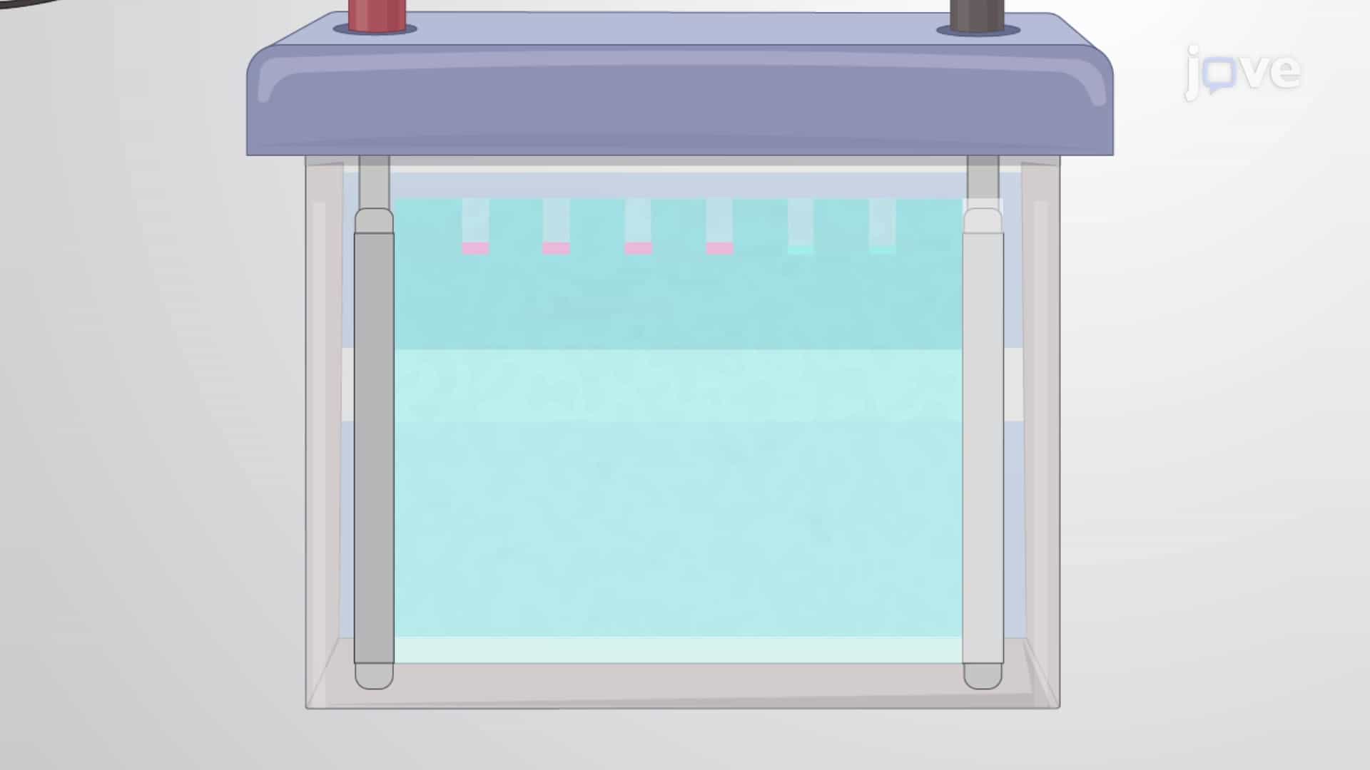 Polyacrylamide Gel Electrophoresis: An Analytical Technique to Detect Heparan Sulfates of Varying Chain Lengths Isolated from Mouse Lung Tissue