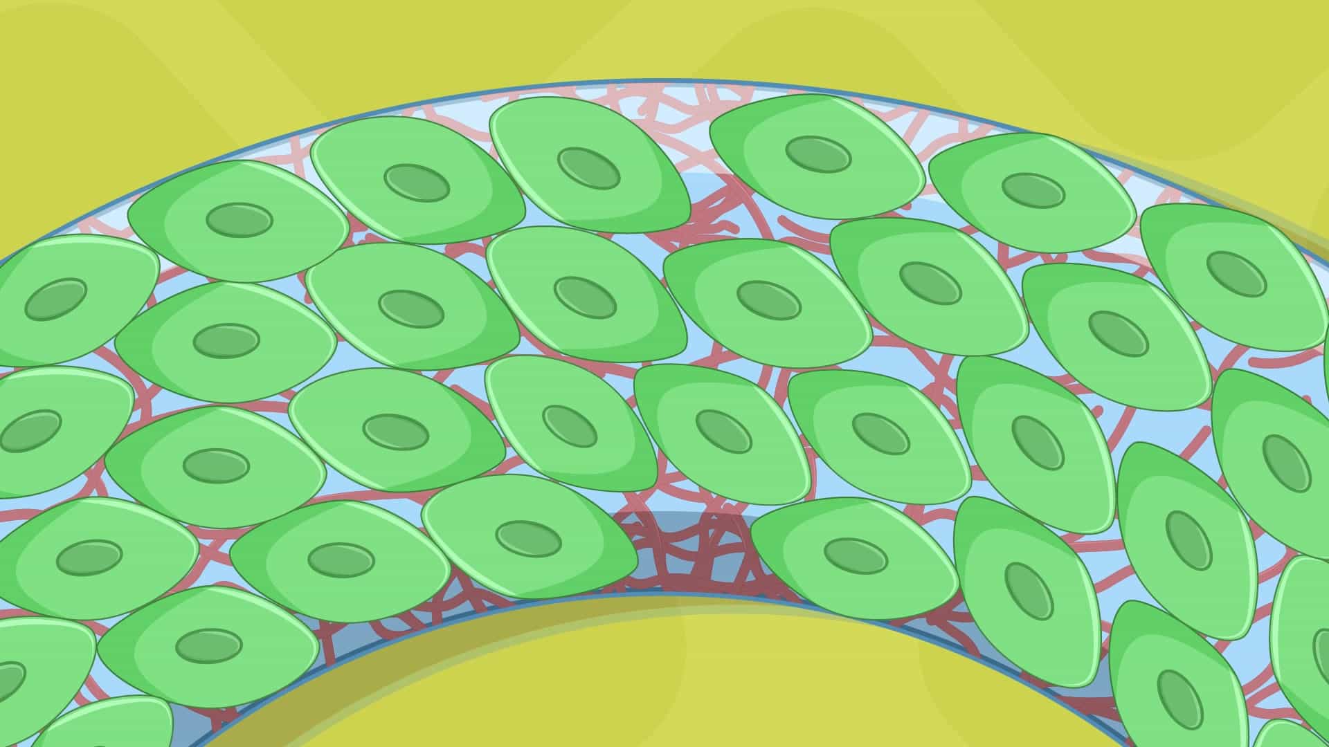 Ring-Shaped Micropatterning Cell Chirality Assay: An In Vitro Technique to Determine Multicellular Chirality Based on Cell Alignment on Ring-Shaped Micropatterns