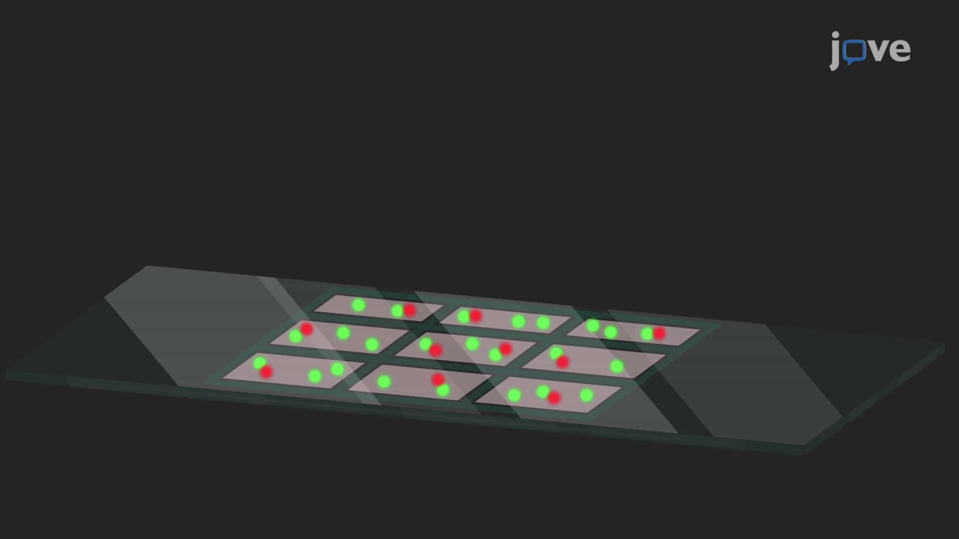 Single-Molecule Pull-Down Assay for Protein Phosphorylation Analysis: A High Throughput Technique to Quantify Protein Phosphorylation in Cell Lysate