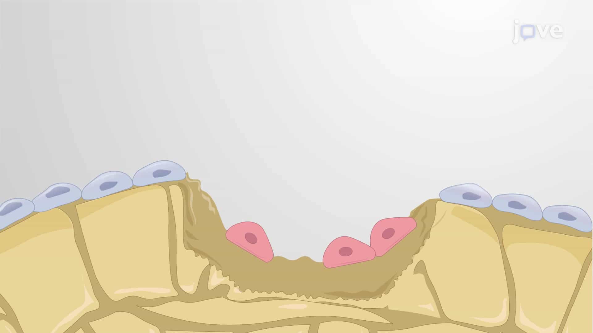 In Vitro Mineralization Assay: A Colorimetric Method to Quantify Osteoblast Calcium Deposits on Bone Graft Substitute by Alizarin Red S Staining and Extraction