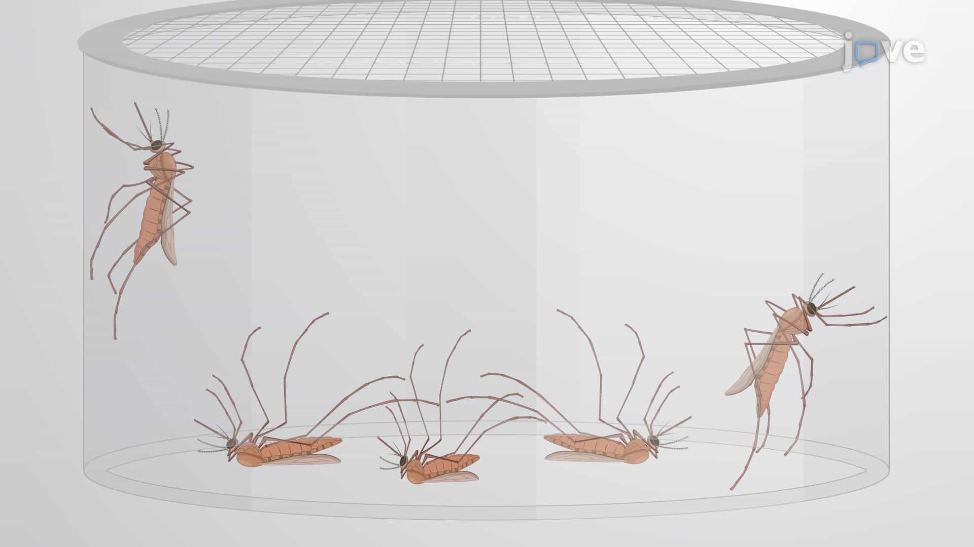 Mosquito Feeding Assay: A Method to Evaluate Test Compound Effects on Mortality and Fecundity of Adult Female Mosquitoes